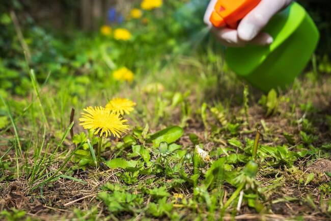 Atlanta Roundup Lawsuits Roundup Spray
