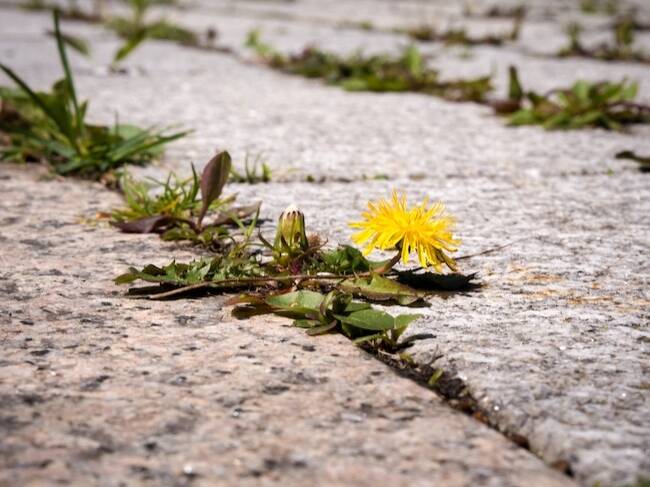 Washington DC Roundup Lawsuit Weed in Crack